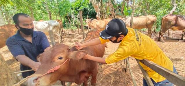 PEMERIKSAAN: Disnakkeswan terus berupaya meningkatkan kebuntingan sapi melalui program Sikomandan.