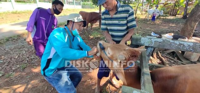 SAPI: Warga Desa Tanjung Kecamatan Bajuin mengikuti kegiatan Pelayanan Perbibitan, Kesehatan Hewan dan Pemeriksaan Kebuntingan.