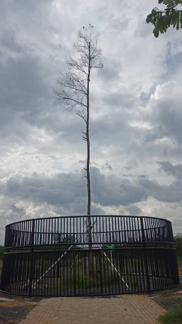 DISAMBAR PETIR: Pohon mersawa yang ditanam Presiden RI Joko Widodo di Hutan Pers Taman Species Endemik Indonesia di kawasan Perkantoran Pemprov Kalsel, Februari lalu. Kemarin tampak mengering, karena sudah mati setelah tersambar petir. | FOTO: SUTRISNO/RA