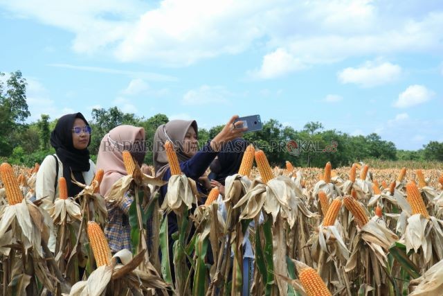 SWAFOTO: Warga ramai berkunjung ke lahan jagung hibrida untuk mengabadikan momen. | Foto: Rasidi Fadli/Radar Banjarmasin