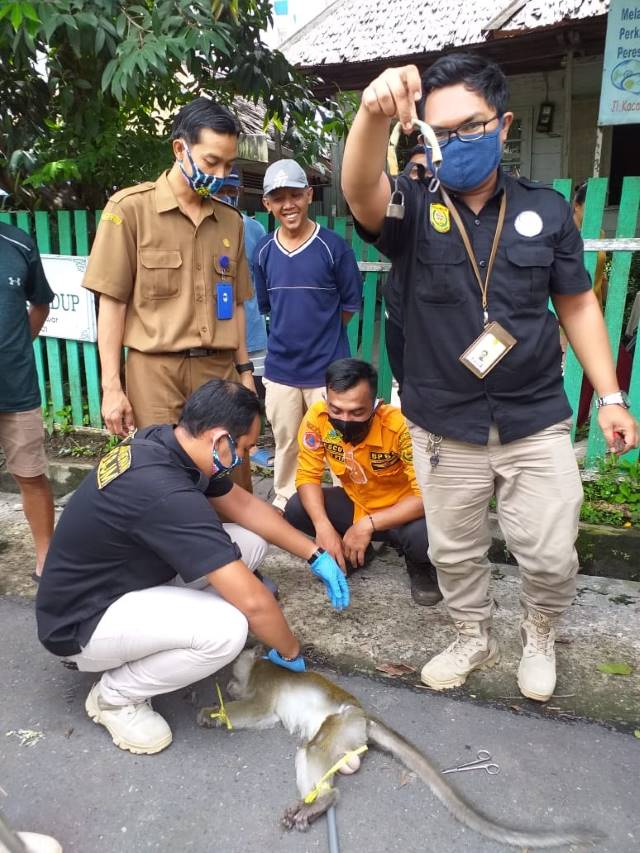 RESAH: Menggunakan sumpit, monyet  yang kerap mencakar warga itu dibius oleh petugas gabungan dari BPBD, BKSDA dan K9 Polda. | FOTO: BPBD BANJARMASIN FOR RADAR BANJARMASIN