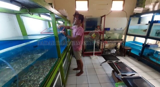HOBI JADI PENGHASILAN: Ibnu Subroto di depan rak akuarium berisi koleksi ikan pemangsanya di kawasan Banua Anyar. | FOTO: WAHYU RAMADHAN/RADAR BANJARMASIN