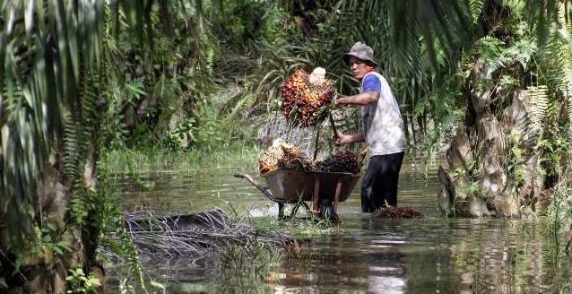 MULAI NAIK: Petani kelapa sawit memanen tandan buah sawit di tengah genangan air.  Harga sawit Indonesia mulai membaik di pasar internasional. | FOTO: BERITAGAR