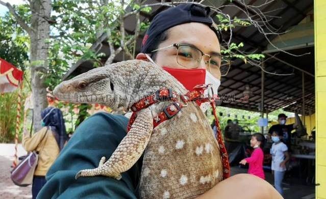 JINAK KOK: Inilah Simon, kadal Afrika yang menjadi peliharaan Gusti Aulia Rahman