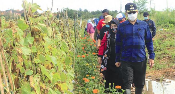 PANEN MELON: Wakil Wali Kota Banjarbaru H Darmawan Jaya Setiawan, didampingi Kepala Dinas Ketahanan Pangan, Pertanian dan Perikanan Kota Banjarbaru Hj Siti Hamdah saat memanen melon bersama Kelompok Petani Melon Aneka Tani Gunung Kupang, Kelurahan Cempaka