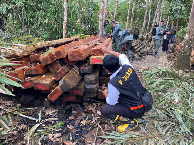 TAK BERTUAN: Kayu jenis Meranti yang ditemukan sebanyak 12 kubik senilai Rp20 juta. Polisi masih memburu siapa aktor utama di balik aktivitas illegal logging ini, termasuk cukong yang membeli dan memberi modal aktivitas ini. | Foto: KPH Hulu Sungai for Ra