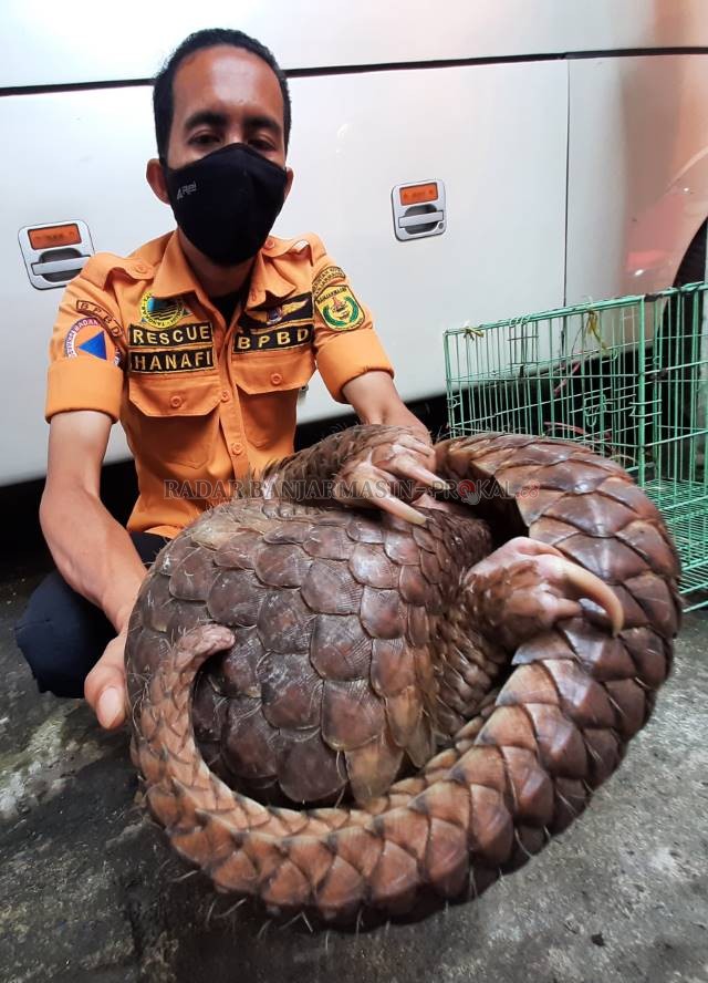 MERASA TERANCAM: Melindungi diri, trenggiling seberat lima kilogram itu bergulung menjadi bola. Trenggiling termasuk hewan dilindungi yang terancam oleh perburuan ilegal. | | Foto: WAHYU RAMADHAN/RADAR BANJARMASIN