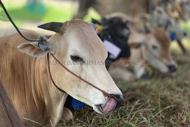 CALON KURBAN: Tempat penjualan sapi di Jalan RK Ilir, Banjarmasin Selatan. Menjelang Idul Adha, umat Islam mencarinya untuk menunaikan ibadah kurban.