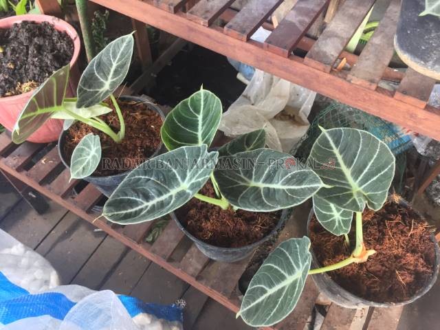 CANTIK: Keladi hias masih jadi primadona. Selain mudah dirawat, tanaman hias ini juga banyak variasi. | FOTO: TIA LALITA NOVITRI/RADAR BANJARMASIN