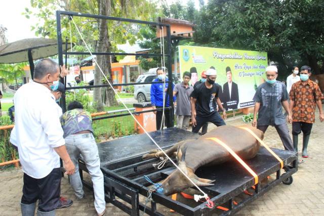 TEKNOLOGI: Pemda HSU menggunakan Restraining Box saat melakukan pemotongan hewan kurban Rabu (21/7) kemarin.