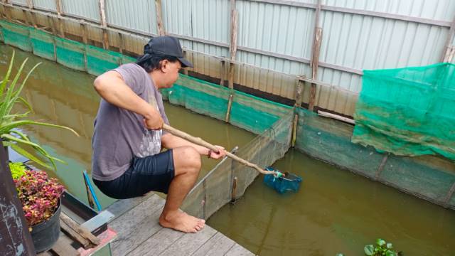POTENSI BISNIS: Ady membersihkan tambak ikan sederhana di samping rumahnya. Berawal dari hobi, usaha Ady membudidayakan ikan nila dan patin ternyata dapat dijadikan penghasilan yang lumayan.
