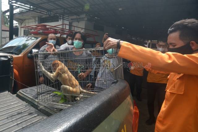 PENJEMPUTAN: Petugas BKSDA Kalsel menjemput bekantan dari markas Tim Animal Rescue BPBD Banjarmasin di Jalan RE Martadinata, (5/8). Satwa yang terancam punah itu akan dilepasliarkan di Pulau Bakut, Batola.