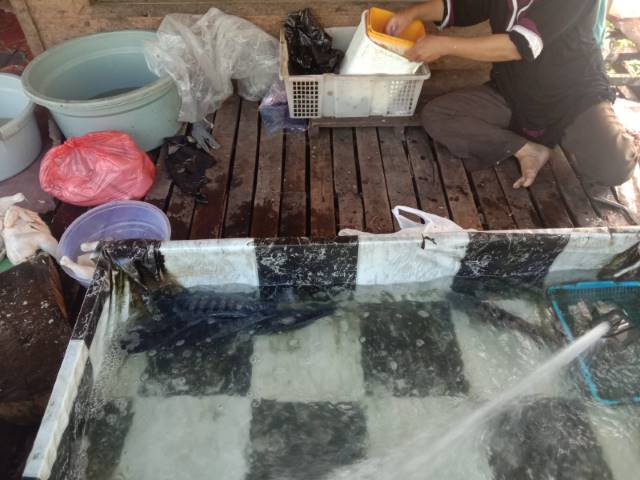 PASOKAN MENIPIS: Memasuki musim kemarau, pasokan ikan dari petambak mengalami penurunan.