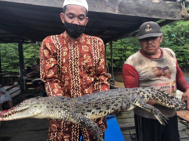 DAPAT BUAYA: Mahdin memperlihatkan buaya kecil yang tersangkut rempa (jaring) yang dipasangnya.