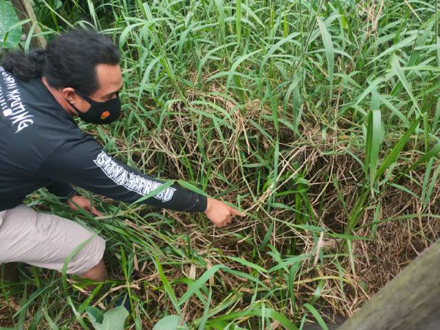 KASUS: Anggota Jatanras Satreskrim Polres HSU temukan barbuk sajam di semak tepi sungai di Desa Papuyu RT 03 Kecamatan Babirik. | Foto: Ist untuk Radar Banjarmasin