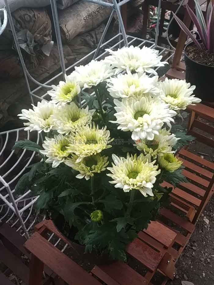 MENCOLOK: Mahkota bunga aster yang mekar dengan warnanya yang mencolok menjadi daya tarik utama tanaman hias ini. | FOTO: TIA LALITA NOVITRI/RADAR BANJARMASIN