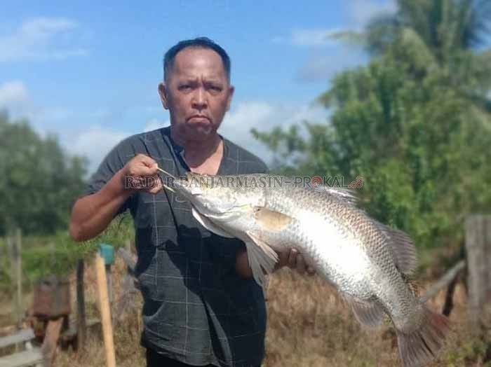 IKAN BARRAMUNDI: Haris si pembelantik kakap memperlihatkan ukuran barramundi dari pemancing lokal. Pagatan, dikenal dengan kekayaan sumber protein air payaunya.