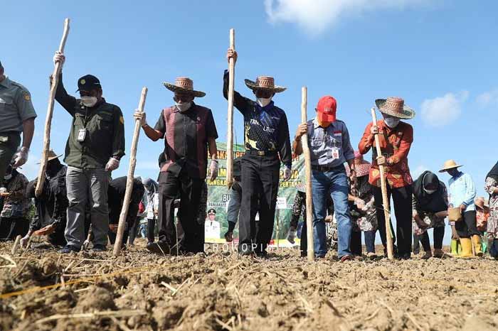 TARGET: Bupati Tala HM Sukamta bersama SKPD terkait dan undangan melakukan tanam perdana padi rawa di Desa Panjaratan.