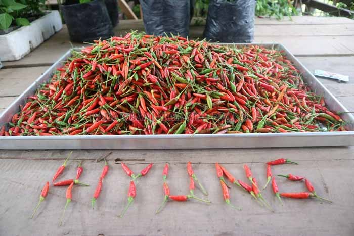 SERTIFIKAT: Dinas Pertanian Tapin membantu pembuatan sertifikat lahan cabai hiyung yang merupakan salah satu komoditas unggulan Tapin. | Foto Rasidi Fadli./ Radar Banjarmasin