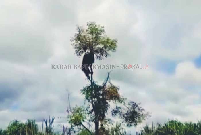 ENDEMIK: Orang utan muncul Desa Kayakah, Kabupaten Hulu Sungai Utara (HSU). (Foto: Ist, Radar Banjarmasin).