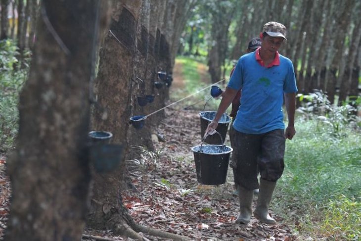 HARGA MEMBAIK: Petani karet seusai menyadap karet.Harga karet terus membaik.