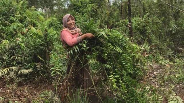 POTENSIAL: Warga Kelurahan Palam, Kecamatan Cempaka, Kota Banjarbaru saat mencari kelakai sebagai bahan dasar membuat oleh-oleh khas dalam Program Kemitraan Masyarakat yang dilaksanakan Tim Pelaksana Kegiatan Pengabdian pada Masyarakat dari Fakultas Kehut
