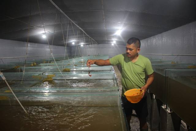PROFESI LAIN: Babinsa Koramil -05/Karang Intan Sersan Mayor M Noviansyah saat memberi pakan bibit ikan yang dibudidayanya. Dirinya sukses menjadi pembudidaya ikan dengan keuntungan ratusan juta per bulan. | FOTO: KODIM 1006 BANJAR