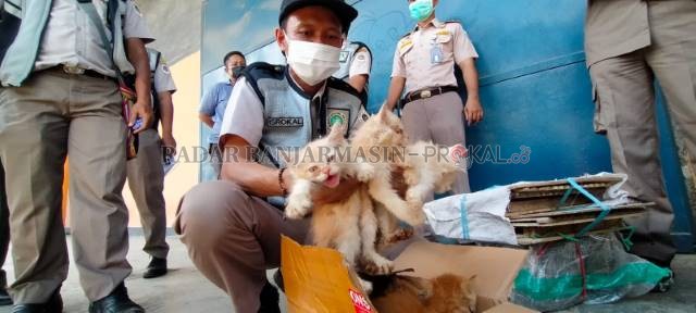 TERJARING: Lima ekor kucing peranakan Persia diamankan petugas karantina lantaran tak disertai dokumen pengiriman hewan. | FOTO: MAULANA/RADAR BANJARMASIN