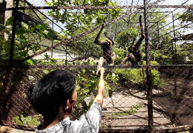 JINAK: Koleksi primata di Taman Satwa Jahri Saleh, Banjarmasin Utara. Sejak pandemi, objek wisata ini ditutup. | FOTO: WAHYU RAMADHAN/RADAR BANJARMASIN