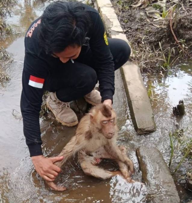 EVAKUASI: Ada bekas ikatan tali di leher beruk ini. Bukti bahwa ia sebelumnya hewan peliharaan. | FOTO: ANIMAL RESCUE FOR RADAR BANJARMASIN