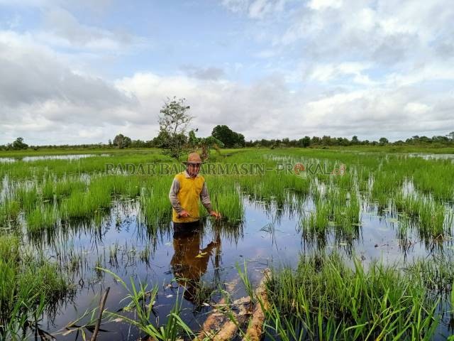 KEHABISAN BIBIT : Sarpin, petani Barito Kuala menunjukkan bibitnya yang terendam air. | FOTO: AHMAD MUBARAK/RADAR BANJARMASIN