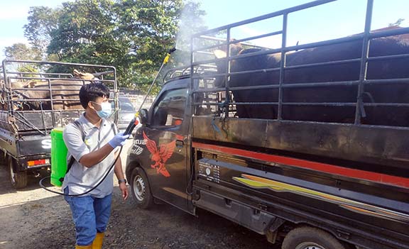 KETAT: Petugas dari Disnakeswan Tala melakukan penyemprotan disinfektan, dan memeriksa kesehatan ternak sebelum didagangkan di Pasar Hewan Pelaihari. | FOTO: NORSALIM YAHYA/RADAR BANJARMASIN