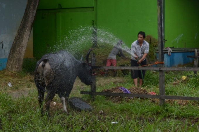 TUNGGU DATANG: Jelang Iduladha tahun ini, pasokan hewan kurban masih belum ada kepastian. Foto: WAHYU RAMADHAN/RADAR BANJARMASIN