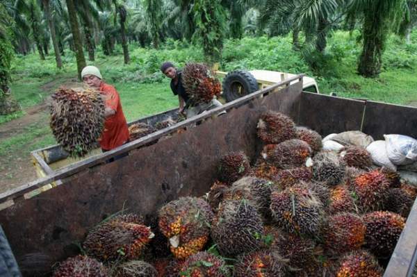 PANEN SAWIT: Buruh dan petani sawit memanen tandan buah segar. Selain harga TBS yang anjlok, mereka juga menghadapi harga obat-obatan dan pupuk yang melonjak. FOTO: ANDI/AFP FORUM