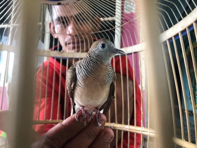 MEMPERLIHATKAN: Muhammad Albar (25) memperlihatkan burung hasil tangkapannya di hutan beberapa waktu lalu. Foto: Jumain/ Radar Banjarmasin