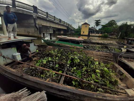 ANGKUT: Sejumlah pekerja membawa eceng gondok di atas kapalnya. Dengan menabur eceng gondok, diyakini minyak-minyak yang mencemari sungai akan menempel ke gulma itu. Dan pencemaran bisa teratasi.