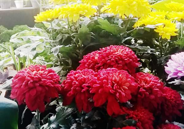 MUDAH DIRAWAT: Bunga Aster kuning masih jadi terfavorit di kalangan penggemar tamaman hias. Selain cantik dan mencolok, tanaman hias ini juga mudah dirawat.