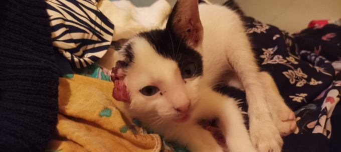 TERLUKA PARAH: Kucing yang disiksa gerombolan knum anak punk di kawasan Jalan Niaga Timur Selasa (10/1) malam. | FOTO: MAULANA/RADAR BANJARMASIN