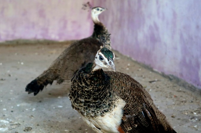 CANTIK: Selain dua merak ini, Taman Satwa Kebun Binatang Mini Jahri Saleh bakal menambah koleksinya dengan sepasang rusa sambar. | FOTO: WAHYU RAMADHAN/RADAR BANJARMASIN