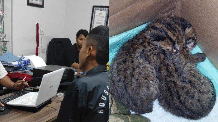 MR, warga Desa Hambuku Lima Kecamatan Babirik diamankan pihak berwajib karena mencoba menjual binatang dilindungi. | Foto: Polres HSU