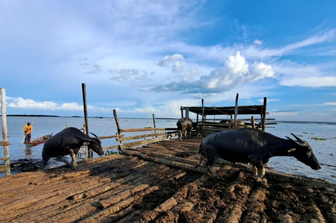 HADANGAN NAIK KE KALANG: Kerbau rawa digiring naik ke atas kandang, Rabu (15/3). Lokasi di Paminggir, Kabupaten Hulu Sungai Utara. Seri liputan ini merupakan bagian dari tur jurnalis bersama Walhi Kalsel. | FOTO: WAHYU RAMADHAN/RADAR BANJARMASIN