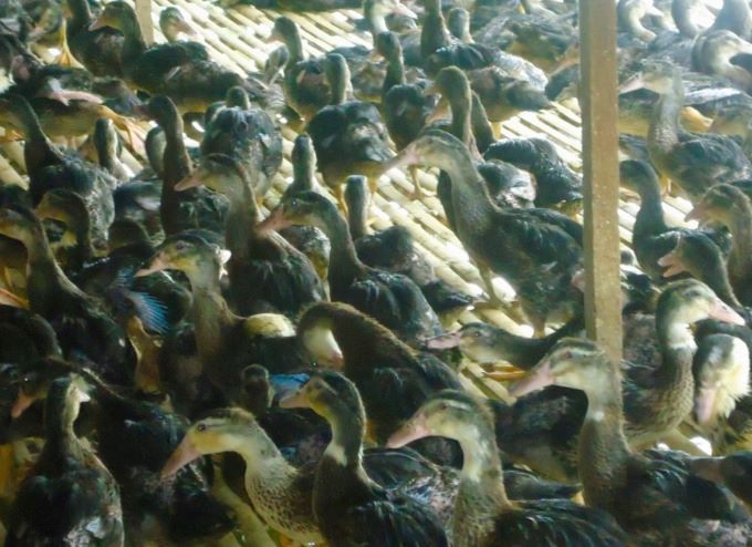 BUKAN ITIK ALABIO: Itik balagung yang diternakkan warga Desa Kayakah, Amuntai Selatan, HSU. | Foto M Akbar/Radar Banjarmasin