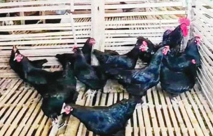 POTENSI: Ayam Murung Panggang dari Kabupaten Hulu Sungai Utara. | FOTO: AKBAR/RADAR BANJARMASIN