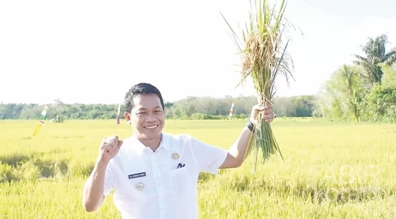 PANEN RAYA: Bupati Balangan, H Abdul Hadi saat panen raya padi di Lampihong. (Foto: MC Balangan for Radar Banjarmasin)