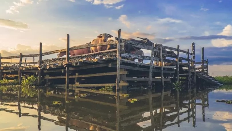 Wisata kerbau rawa dikenalkan kembali dengan dukungan Pemprov Kalsel melalui Dinas Pariwisata Kalsel dan Disporapar HSU. (Foto: M.Akbar/Radar Banjarmasin)