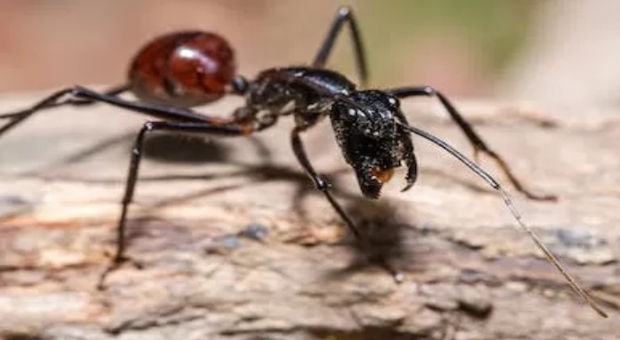 Semut Dinomyrmex Gigas yang bisa ditemukan di Taman Biodiversitas Lembah Bukit Manjai Kalsel.