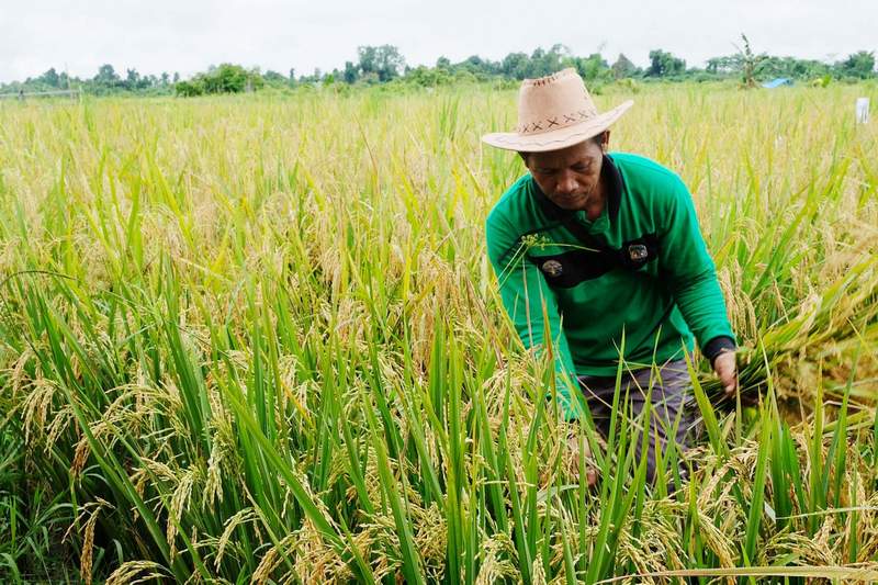 Ditengah pandemi masih ada peluang ekonomi yang bisa dimanfaatkan. Pertanian salah satu yang tak terlalu terimbas.