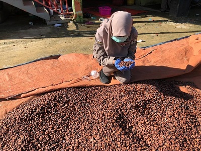 KOMODITAS EKSPOR: Biji kakao menjadi salah satu komoditi pertanian di Kaltara yang diekspor ke Malaysia./BALAI KARANTINA PERTANIAN TARAKAN UNTUK RADAR TARAKAN