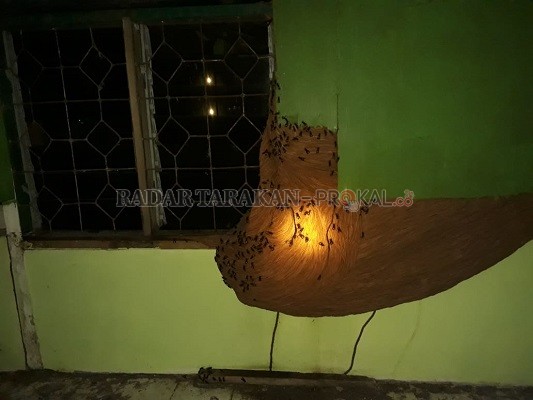 EVAKUASI: PMK Tarakan saat melakukan evakuasi sarang tawon jenis trovika di daerah Juwata Laut (27/7) kemarin./DOKUMENTASI PMK TARAKAN