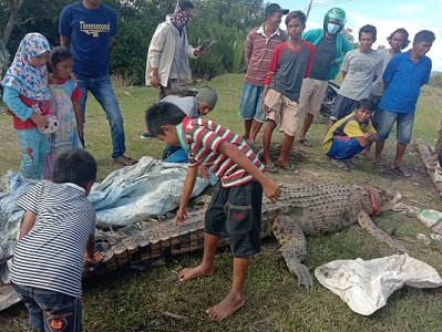 TERTANGKAP: Buaya ompong diamuk warga hingga tidak bernyawa usai menerkam bocah 8 tahun hingga tewas./DOKUMENTASI LURAH MANSAPA